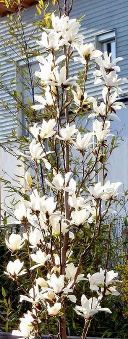 Magnolia kobus 'Maraczi'® (Isis) - Krémfehér virágú japán liliomfa