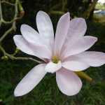 Magnolia loebneri 'Leonard Messel' -