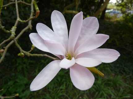 Magnolia loebneri 'Leonard Messel' -
