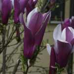 Magnolia sp. - (rózsaszín virágú liliomfa)