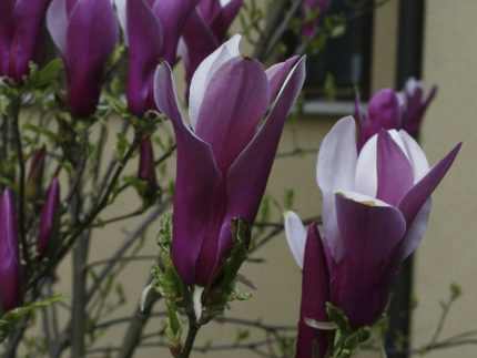 Magnolia sp. - (rózsaszín virágú liliomfa)