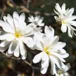 Magnolia stellata 'Royal Star' -