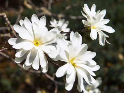 Magnolia stellata 'Royal Star' -