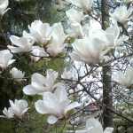 Magnolia x soulangeana 'Alba Superba' - Fehér virágú kerti liliomfa