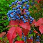 Mahonia aquifolium  - Közönséges mahónia