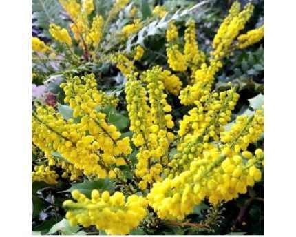 Mahonia media 'Winter Sun' - Dúsvirágú cserjés mahónia