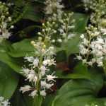 Maianthemum bifolium (Kétlevelű árnyékvirág)