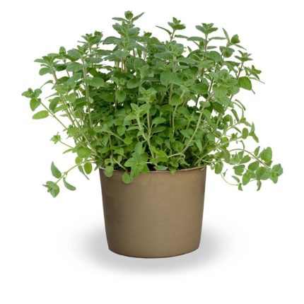 Majorana syriaca (Szentföldi szír izsóp)