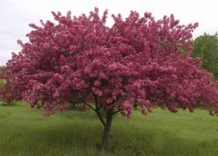 Malus sp. - Díszalma