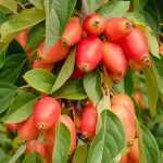 Malus 'John Downie' -