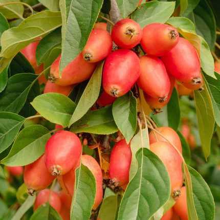 Malus 'John Downie' -