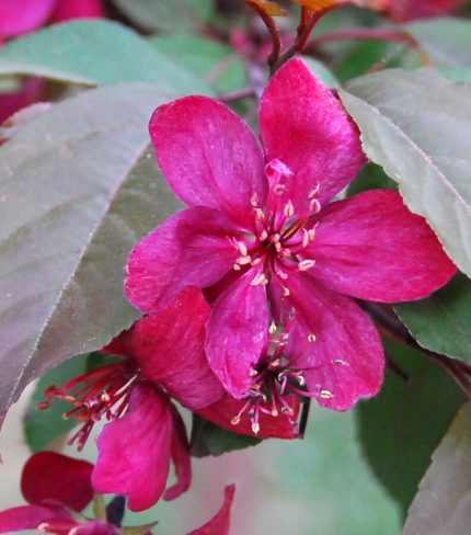 Malus 'Royalty' (OND) -