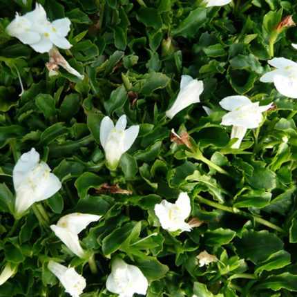 Mazus reptans 'Alba'