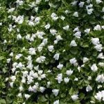 Mazus reptans alba kerti tavi növény