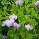 Mazus reptans kerti tavi növény