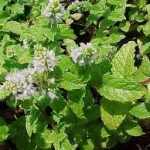 Mentha sp. Kentucky colonel