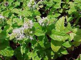 Mentha sp. Kentucky colonel