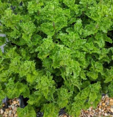 Mentha spicata var. crispa 'Moroccan' (Fodormenta)