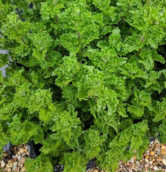 Mentha spicata var. crispa 'Moroccan' (Fodormenta)