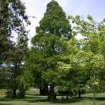 Metasequoia glyptostroboides -