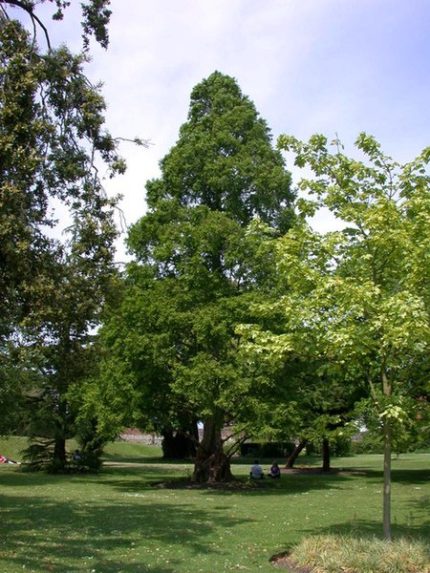 Metasequoia glyptostroboides -
