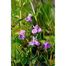 Mimulus ringens Lila bohócvirág kerti tavi növény
