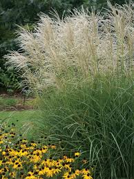 Miscanthus sinensis 'Graziella' - Molnárpántlika