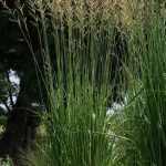 Molinia caerulea subsp. arundinacea 'Fontäne' (Nyugati kékperje)