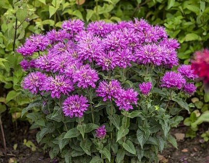 Monarda didyma 'Baby Spice' (Vörös méhbalzsam)