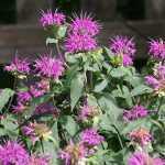 Monarda bradburiana (Méhbalzsam)