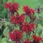Monarda didyma 'Cambridge Scarlet' (Vörös méhbalzsam)