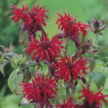Monarda didyma 'Cambridge Scarlet' (Vörös méhbalzsam)