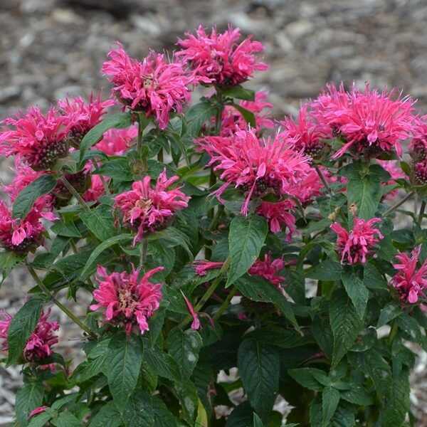 Monarda didyma 'Cranberry Lace' (Vörös méhbalzsam)