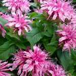 Monarda didyma 'Pink Delight' (Vörös méhbalzsam)