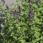 Műanyag növénytámasz