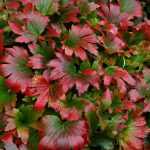 Mukdenia rossii 'Crimson Fans' (Gyöktörzses kőtörő) /bordó lomb/