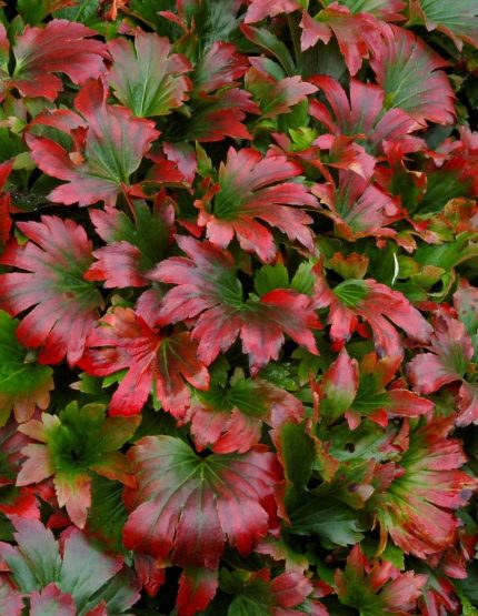 Mukdenia rossii 'Crimson Fans' (Gyöktörzses kőtörő) /bordó lomb/