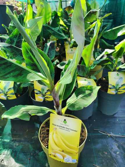 Név: Musa acuminata 'Dwarf Cavendish' – Törpe banán