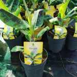 Musa acuminata 'Guzman Selection' – Díszbanán