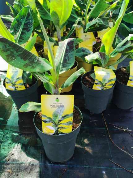 Musa acuminata 'Guzman Selection' – Díszbanán
