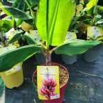 Név: Musa acuminata 'Red Dacca' – Vörös banán