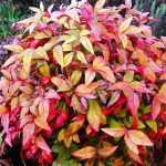 Nandina domestica 'Fire Power' - Törpe japán szentfa