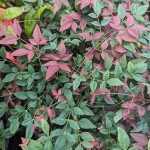 Nandina domestica 'Flirt' -