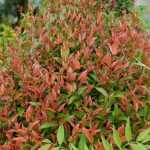 Nandina domestica 'Gulf Stream' - Japán szentfa