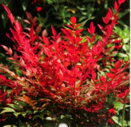 Nandina domestica 'Richmond' - Dústermésű japán szent fa