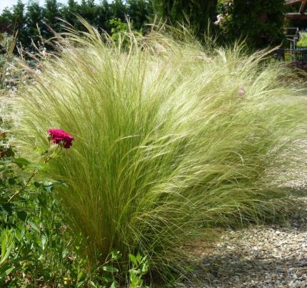 Nassella tenuissima 'Pony Tails'  (Mexikói árvalányhaj)