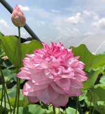 Nelumbo 1000 Petals in Yiliang