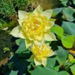 Nelumbo Authumn in Mooling