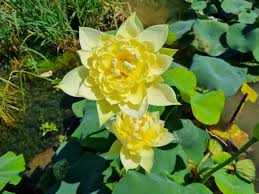 Nelumbo Authumn in Mooling