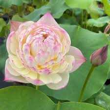 Nelumbo Charming Lips